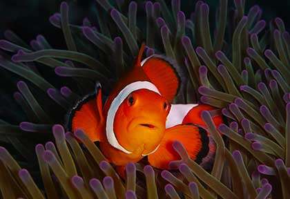 Plongée à IShiagaki archipel de Yaeyama