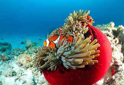 Voyage plongée dans les îles Kerama à Okinawa