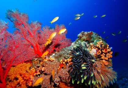 Plongée sous-marine au Japon