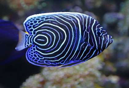 Poisson Ange empereur au Japon