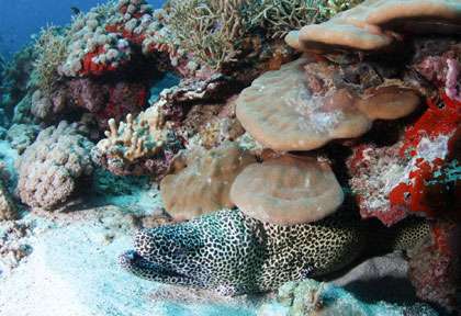 Plongée sur les 7 frères