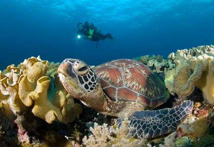 Tortue aux Philippines