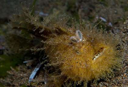 Poisson grenouille aux Philippines