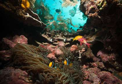 Poisson clown aux Comores