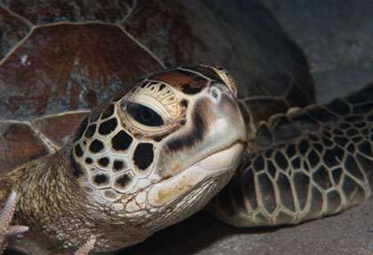 Tortue aux Comores