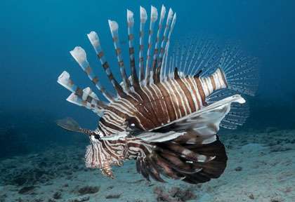 Plongée aux Comores