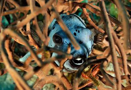 Voyage plongée à Nosy Be