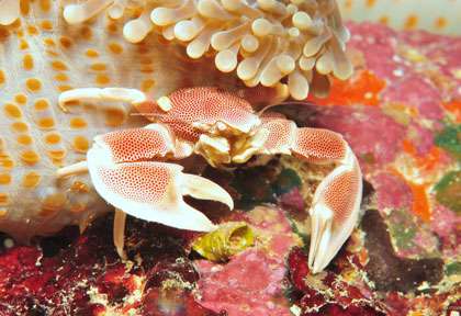 Plongée dans les Mistio à Madagascar