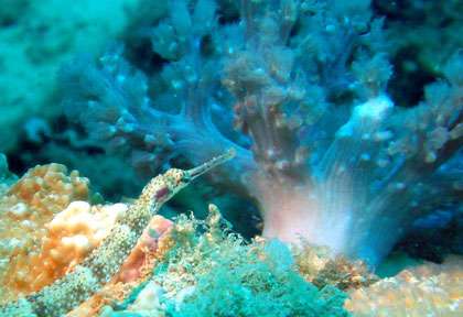 Singnathe à Saint Marie Madagascar