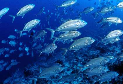 Banc de carangues en plongée