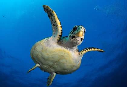 Tortue en plongée à l'ile maurice