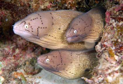 Murènes à l'Ile Maurice