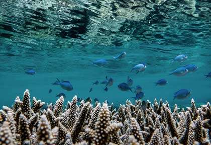 Plongée dans la lagon à Mayotte