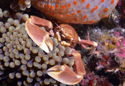 Crabe porcelaine - La Réunion