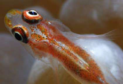 Séjour de plongée à Mahé - Gobie