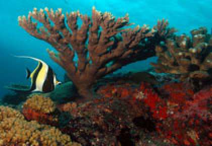 Plongée à Beauvallon