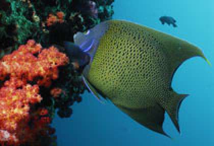 plongée à North Island