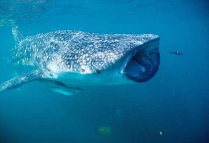 Requin baleine aux Seychelles