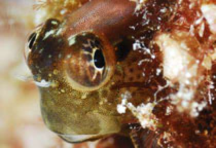 Poisson gobi au Seychelles