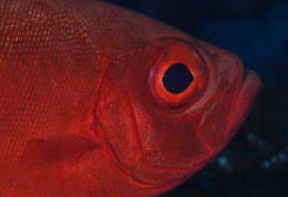 plongée à Frégate