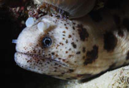 Murène aux Seychelles