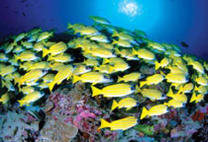 Bancs de poissons à Desroches Island