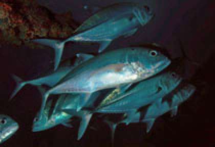 Plongée avec les carangues de Rodrigues