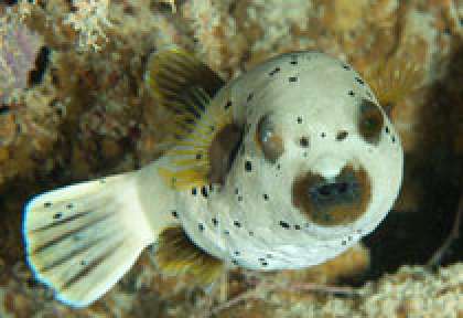 Diodon en plongée à Rodrigues