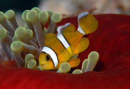Poisson clown île Maurice