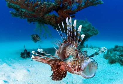 Rascasse volante à Flic en Flac