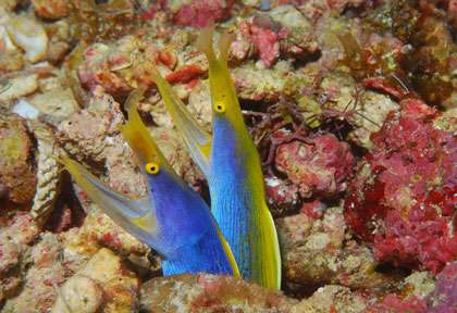 Murène ruban en plongée à Madagascar
