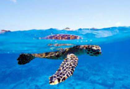 Tortue en plongée La Digue