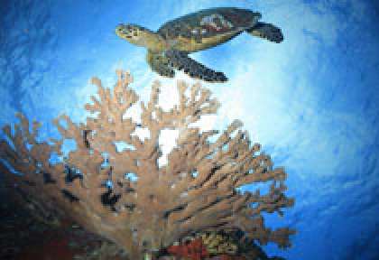 Tortue aux Seychelles