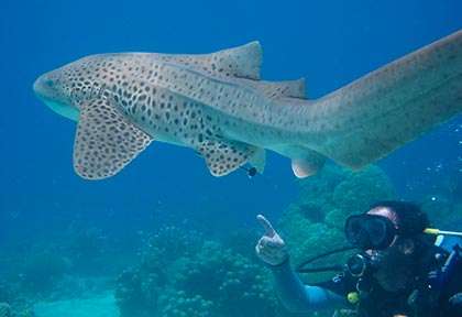 Requin zebre à Nosy Saba
