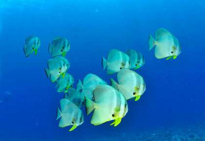 Plongée à Madagascar