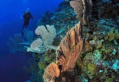 Plongée à Madagascar