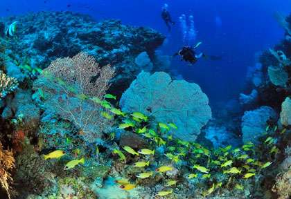 Plongée dans les Radames