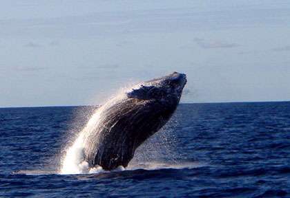 Baleine à bosse à Mayotte