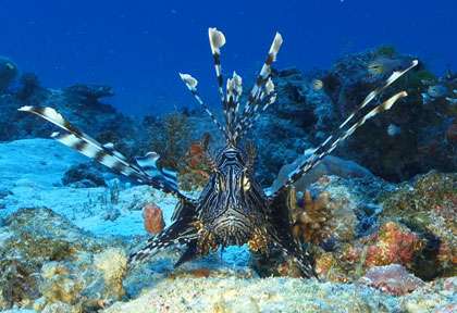 Voyage plongée à Mayotte