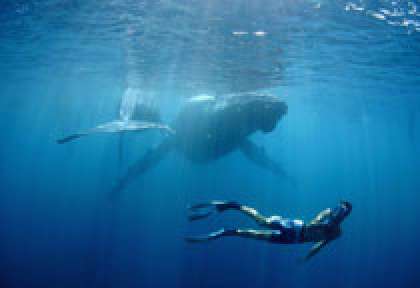 Baleine à La Réunion