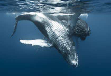 Baleine à Bosse à La Réunion