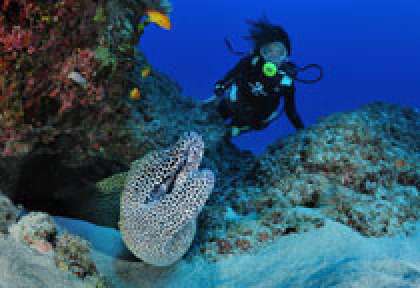 Murène en plongée à La Réunion