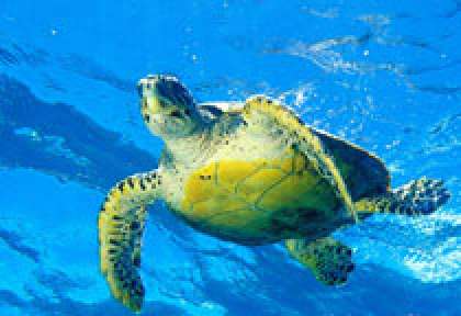 Tortue à Praslin