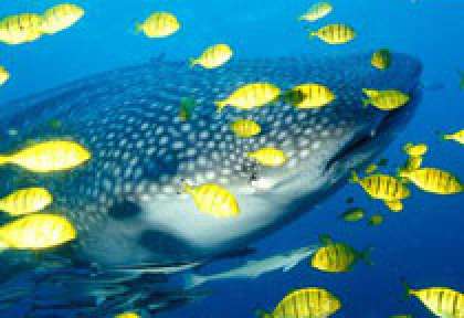 Requin baleine aux Seychelles à Praslin