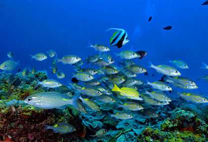 Plongée atoll de Mnemba