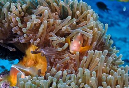 Plongée à Zanzibar