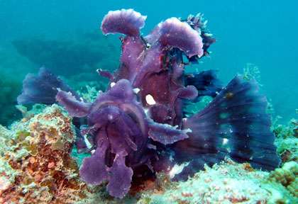 Rhinopias à Zanzibar