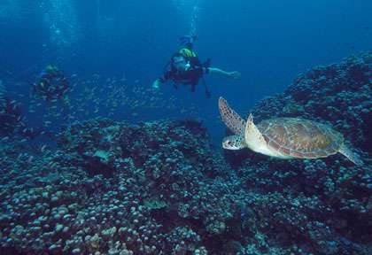 Tortue à Fundu lagoon