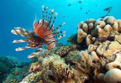 Plongée en Tanzanie