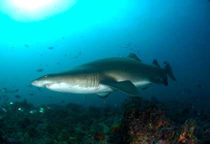 Plongée requin taureau à Sodwana Bay